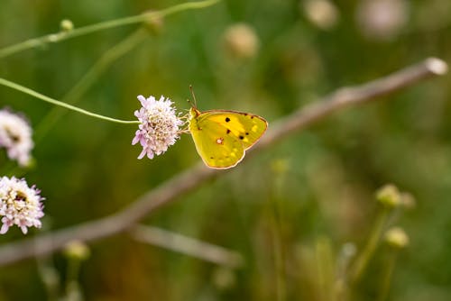 Foto stok gratis kupu-kupu, kupu-kupu di atas bunga, serangga kupu-kupu