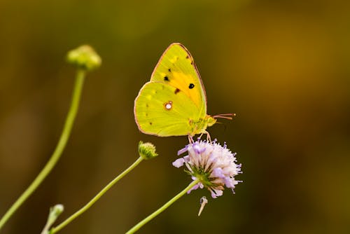 Close Up Shot of a Clouded Yellow Butterfly