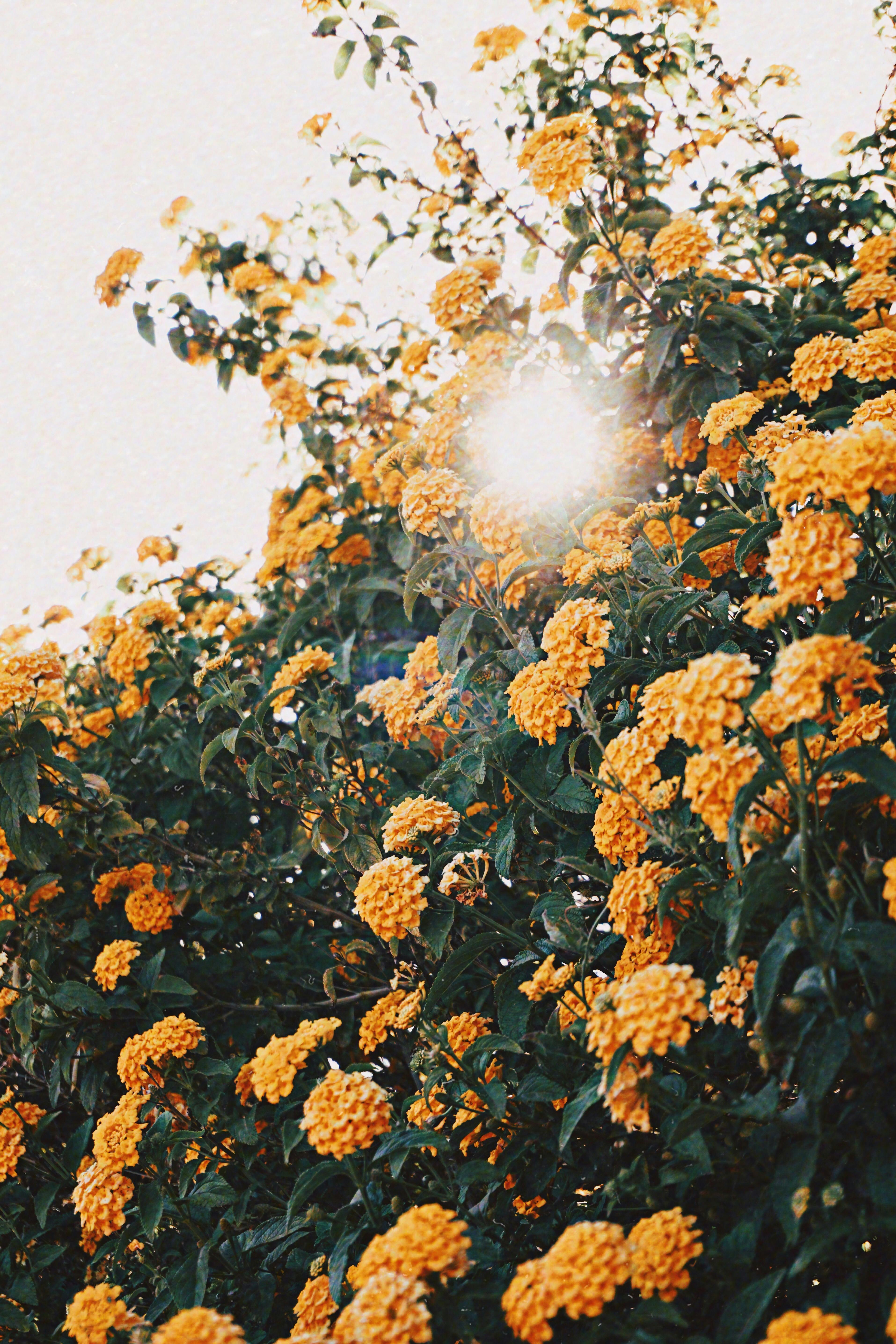 Foto Stok Gratis Tentang Berbunga Berkembang Bunga Kuning