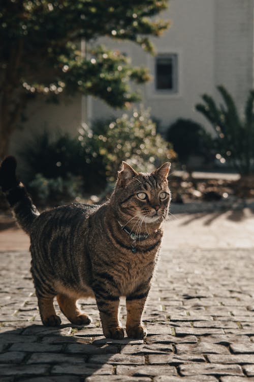 dikey atış, Evcil Hayvan, evcil hayvan fotoğrafçılığı içeren Ücretsiz stok fotoğraf