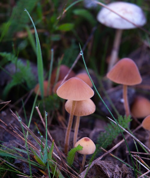 Gratis stockfoto met bospaddenstoel, paddenstoel