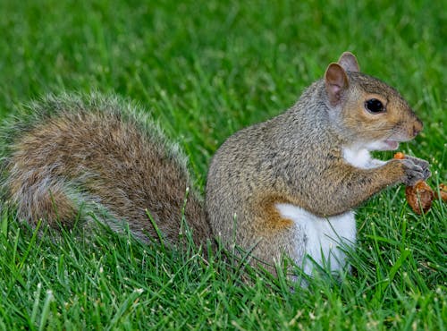 An Eastern Gray Squirrel in the Grass