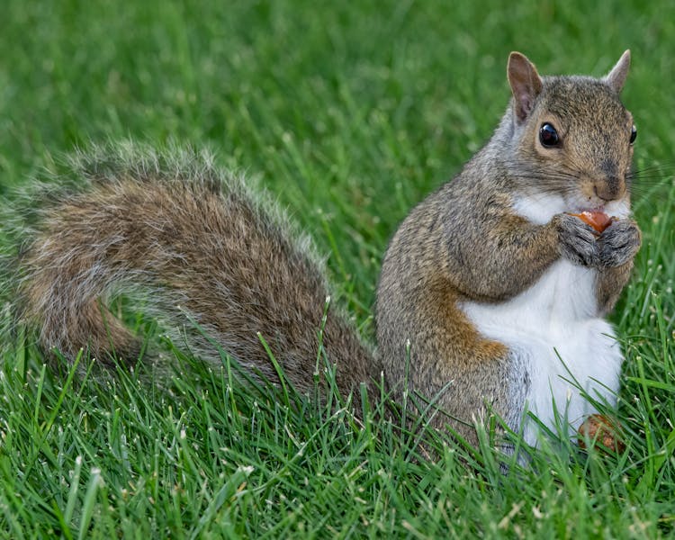 A Squirrel Eating A Nut