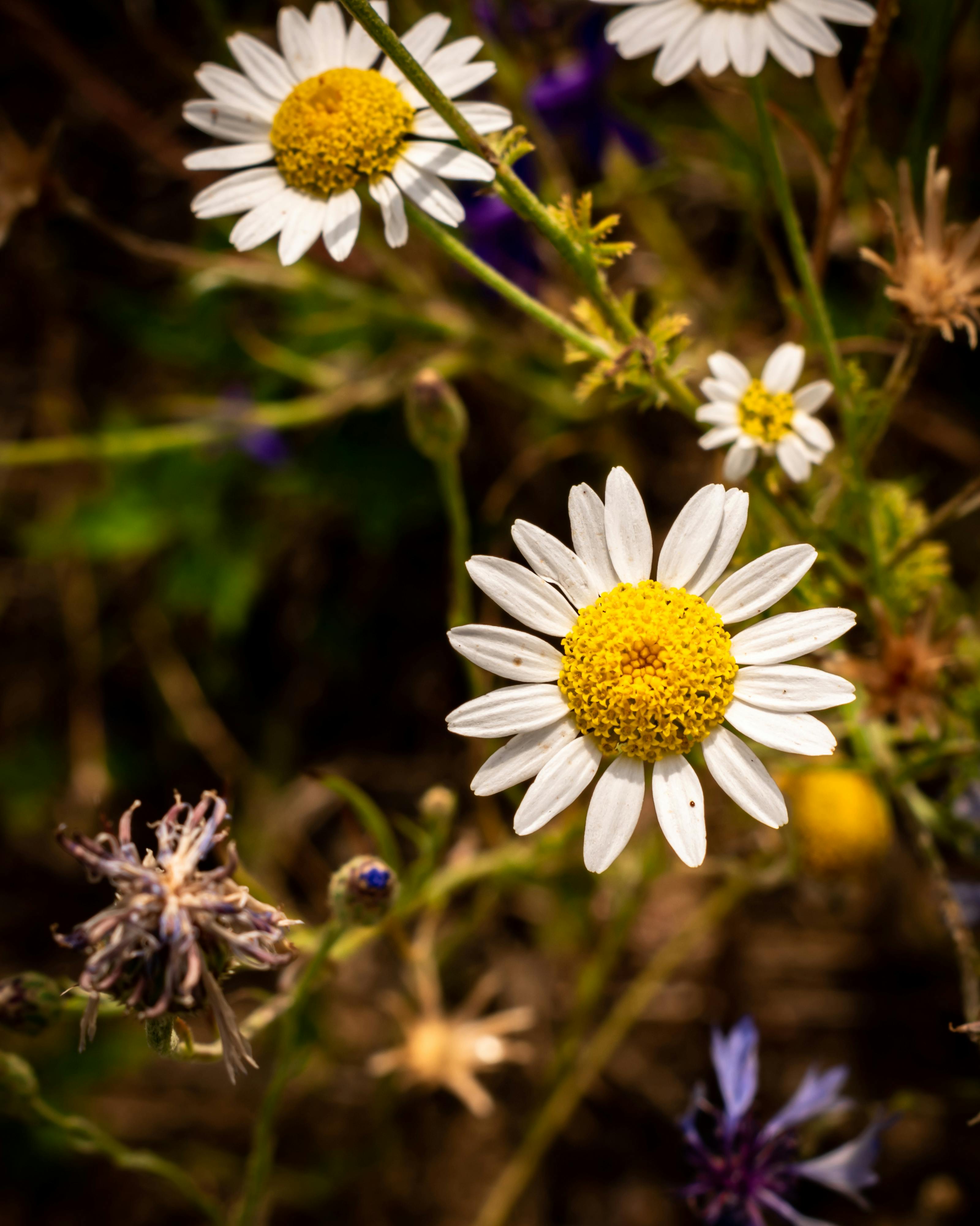 Flores De Varios Pétalos De Color Rosa Verde Azul · Foto de stock gratuita