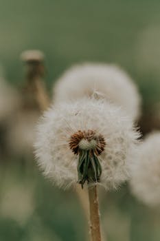 Macro shot of a dandelion seed head with a soft focus background, showing intricate details.