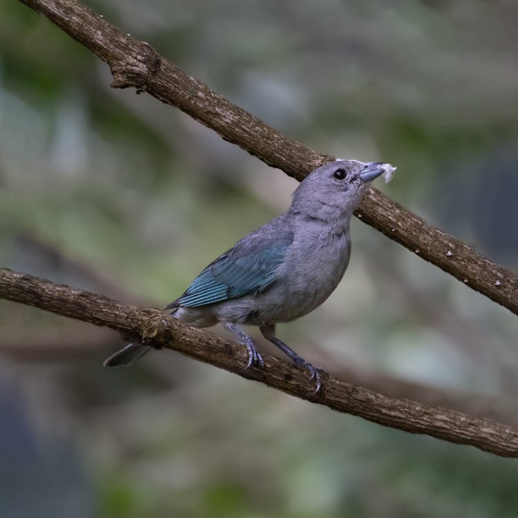 A Glaucous Tanager Perched On A Branch