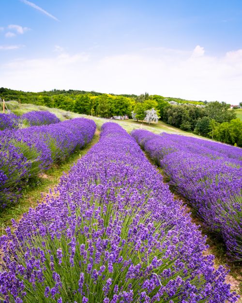 Free Vibrant lavender fields stretch across Kőröshegy, Hungary, showcasing nature's beauty and serenity. Stock Photo