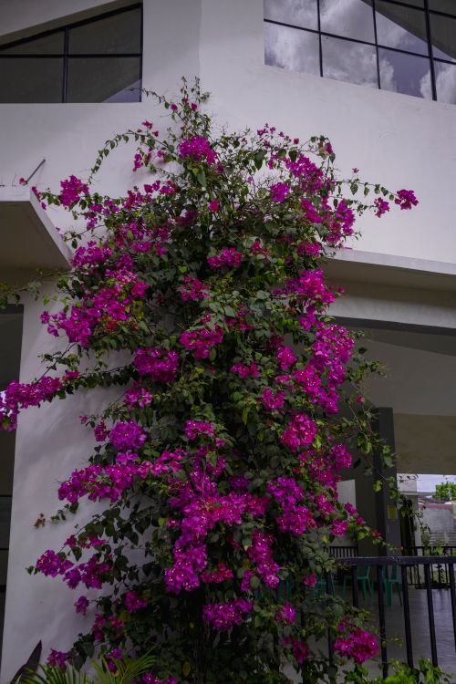 Free Beautiful pink bougainvillea climbing on a modern white building facade. Stock Photo