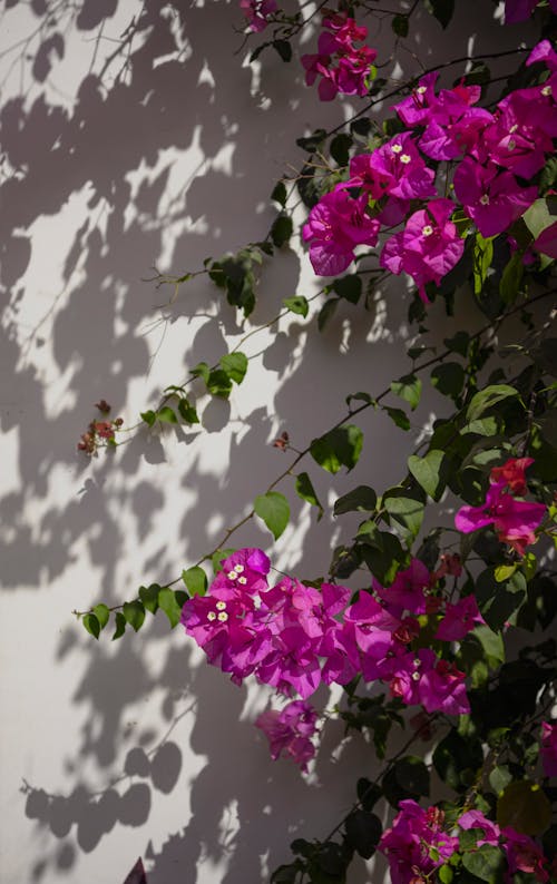 A Pink Flowers with Green Leaves Beside the Wall