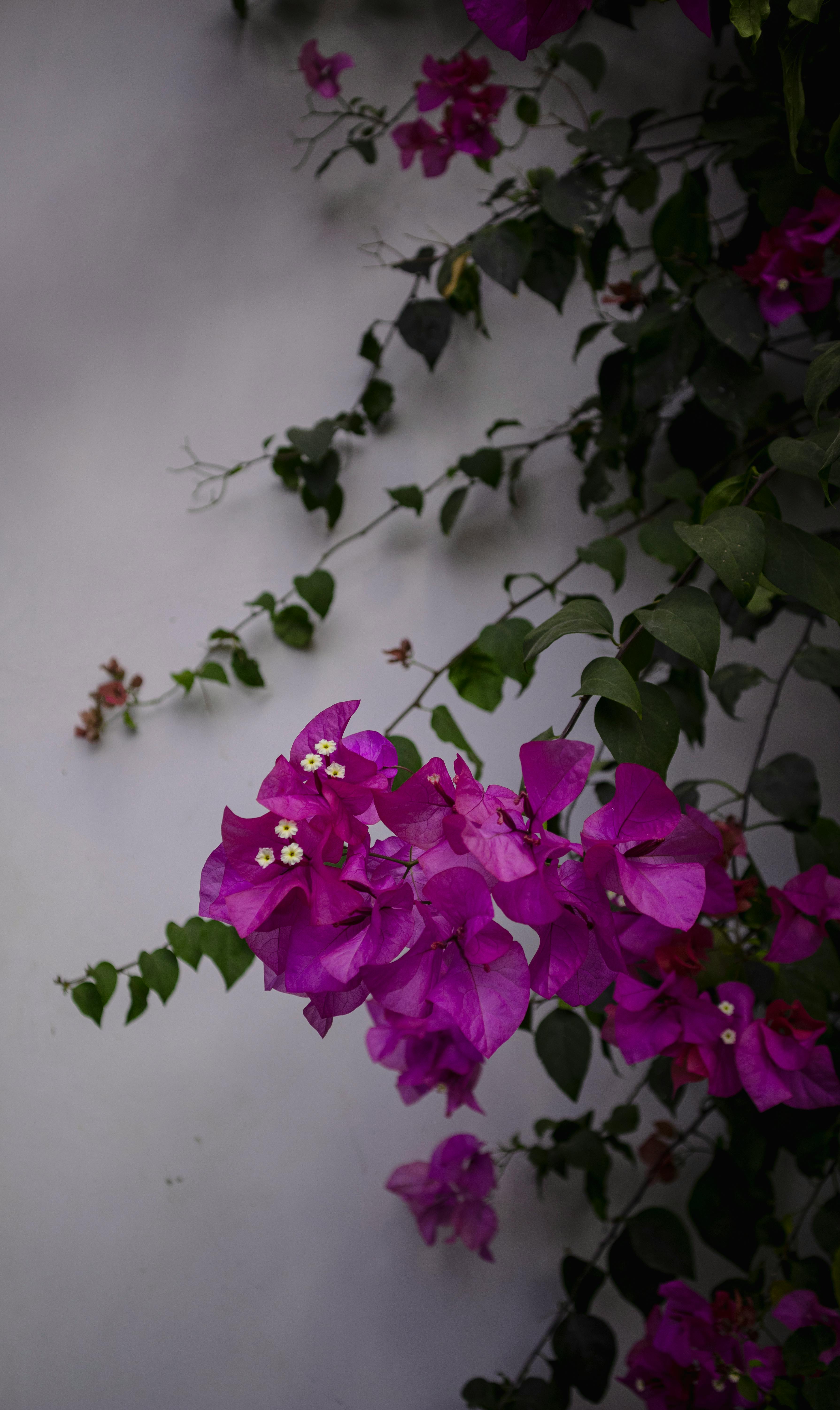 [ColoSach]-vibrant-pink-bougainvillea-flowers-against-a-neutral-wall,-showcasing-nature's-beauty.