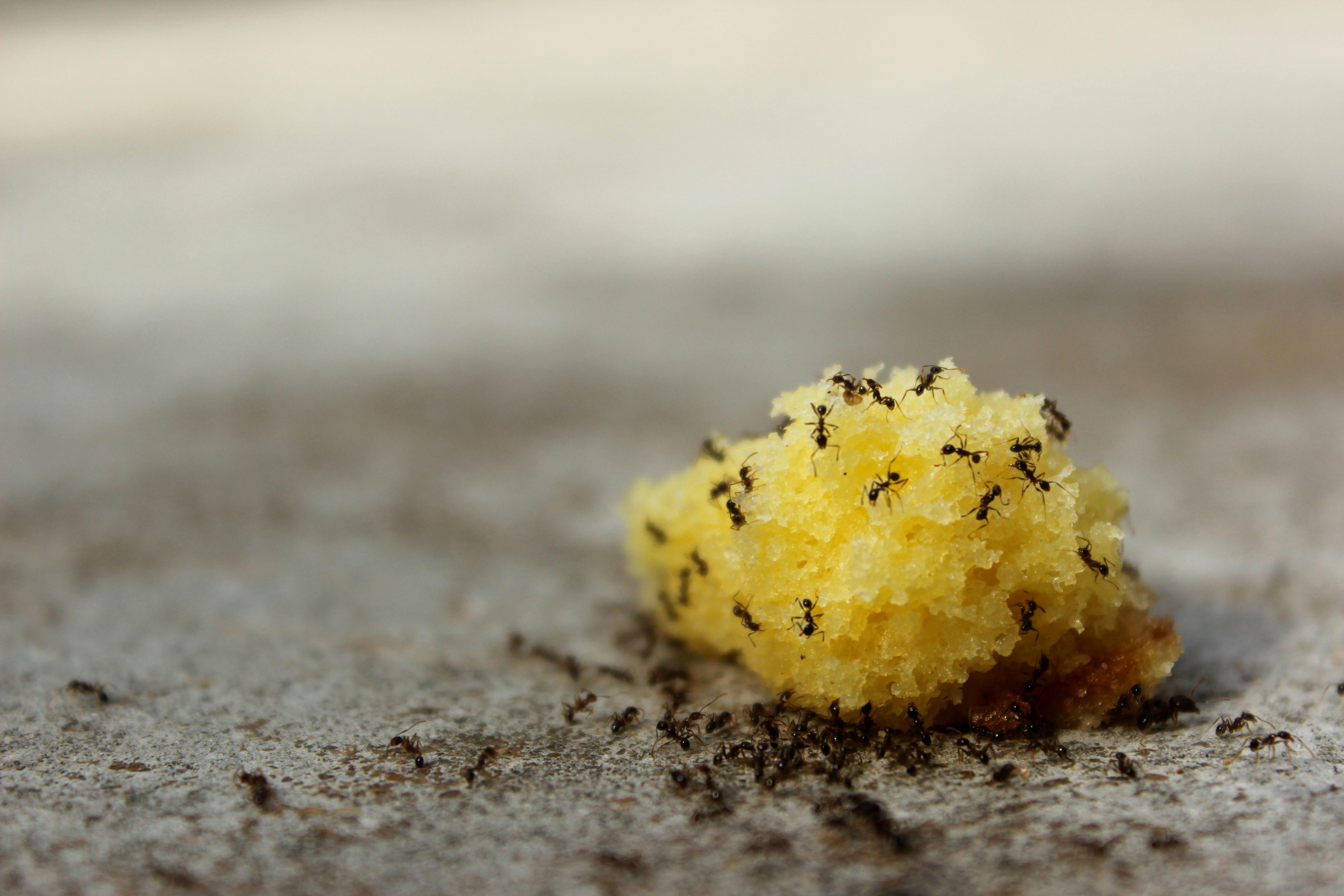 アリ アリは食べ物を食べる 小さい虫の無料の写真素材