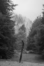 Mountains Covered with Forest in Fog 
