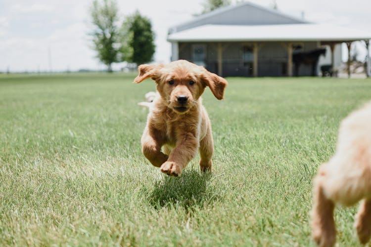 A Cute Dog Running On The Field