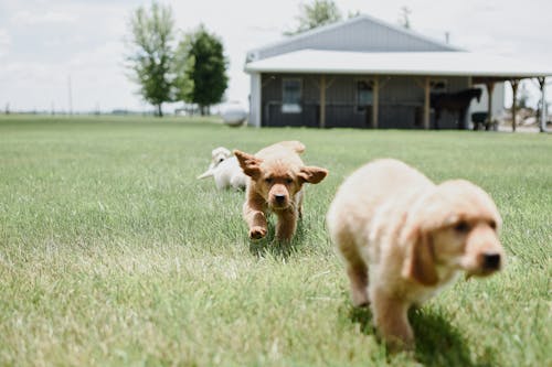 Free A Dogs Running on the Grass Stock Photo