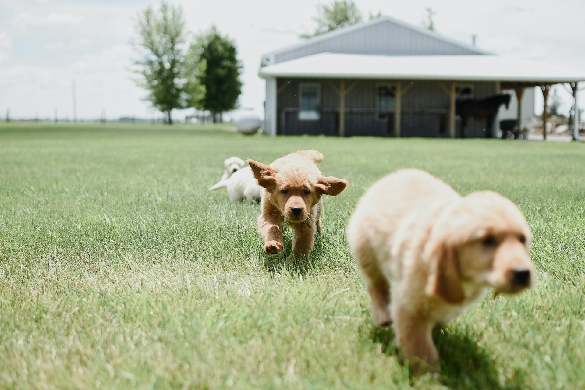 A Dogs Running on the Grass