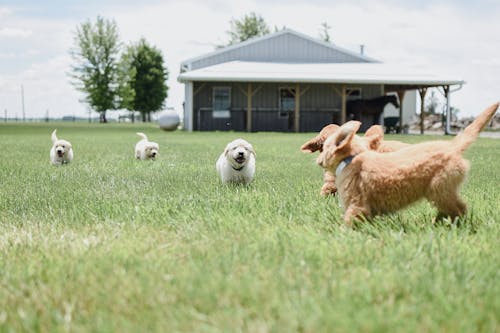 A Cute Dogs Running on Green Grass Field