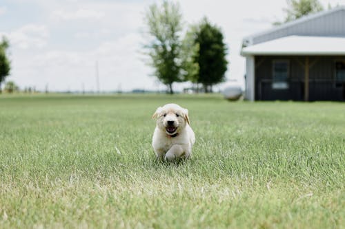 무료 강아지, 귀여운, 달리는의 무료 스톡 사진