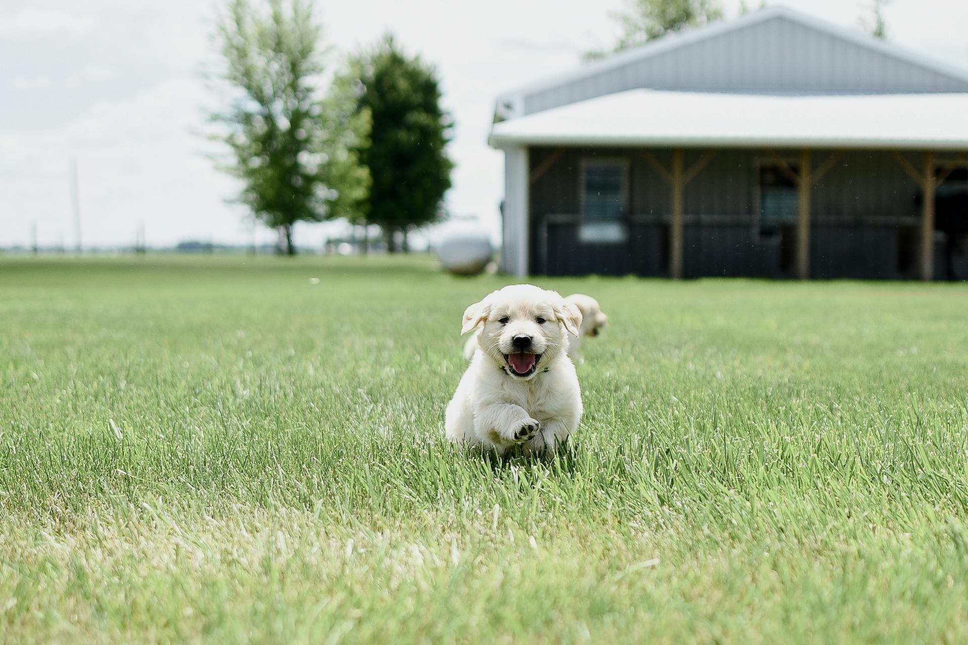 A Dog Running on the Grass