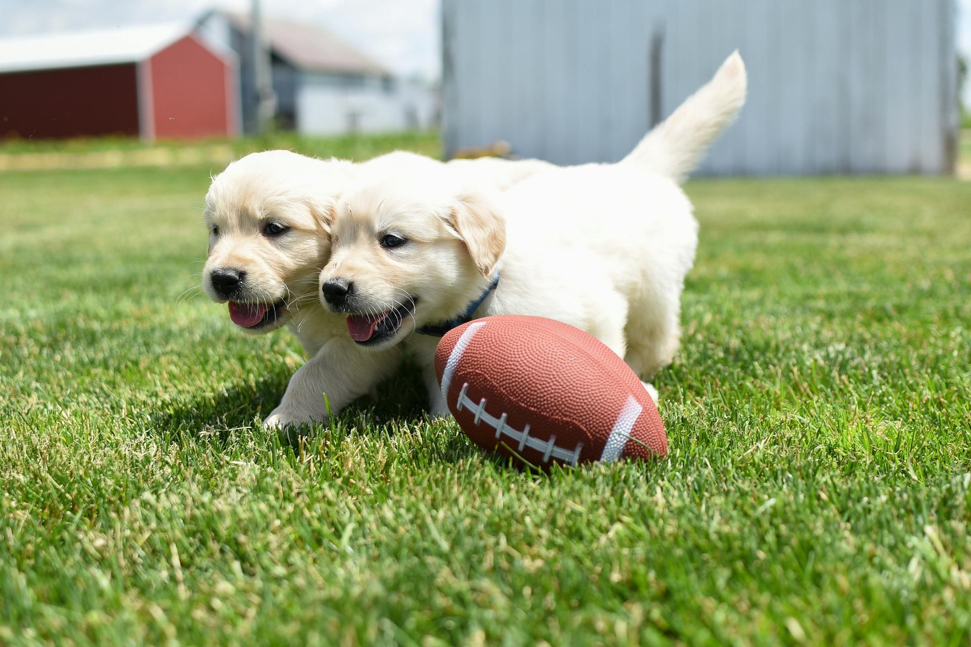 A Two Dogs Playing on the Grass