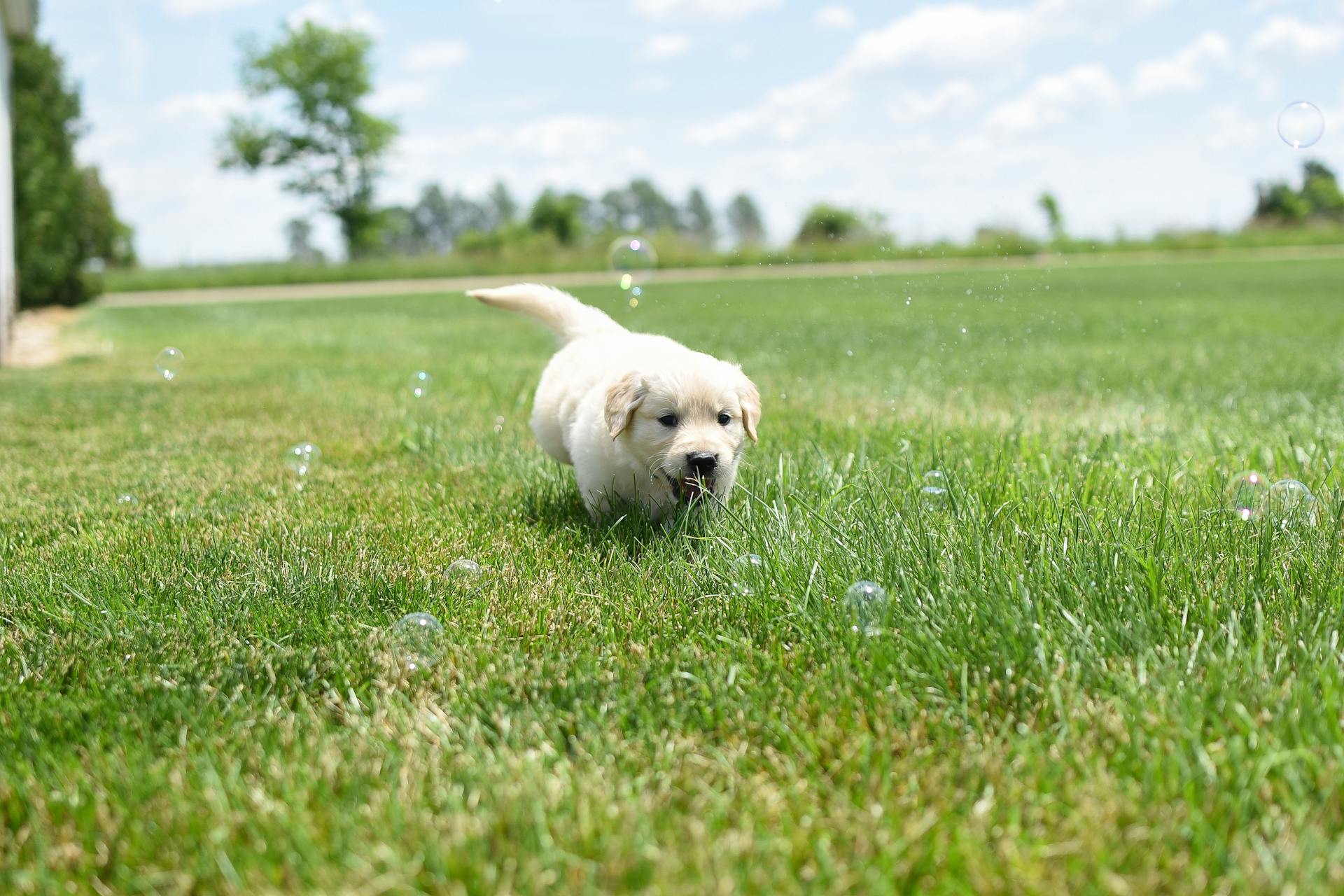 Close-up van een pup die op gras speelt