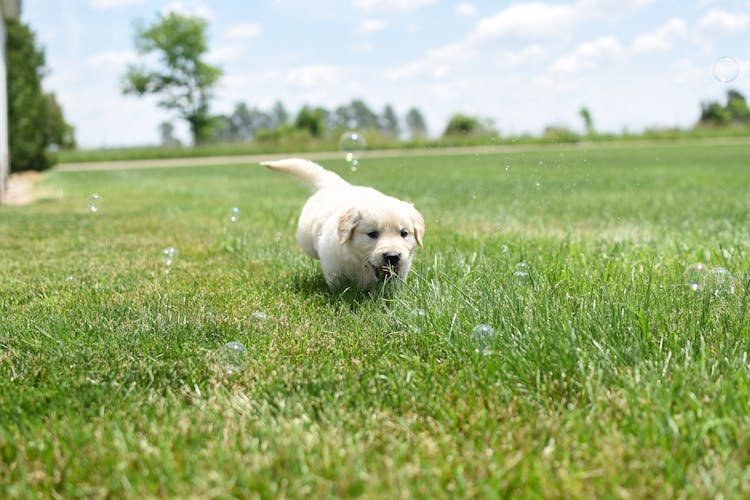 Close-Up Shot Of A Puppy Playing On Grass