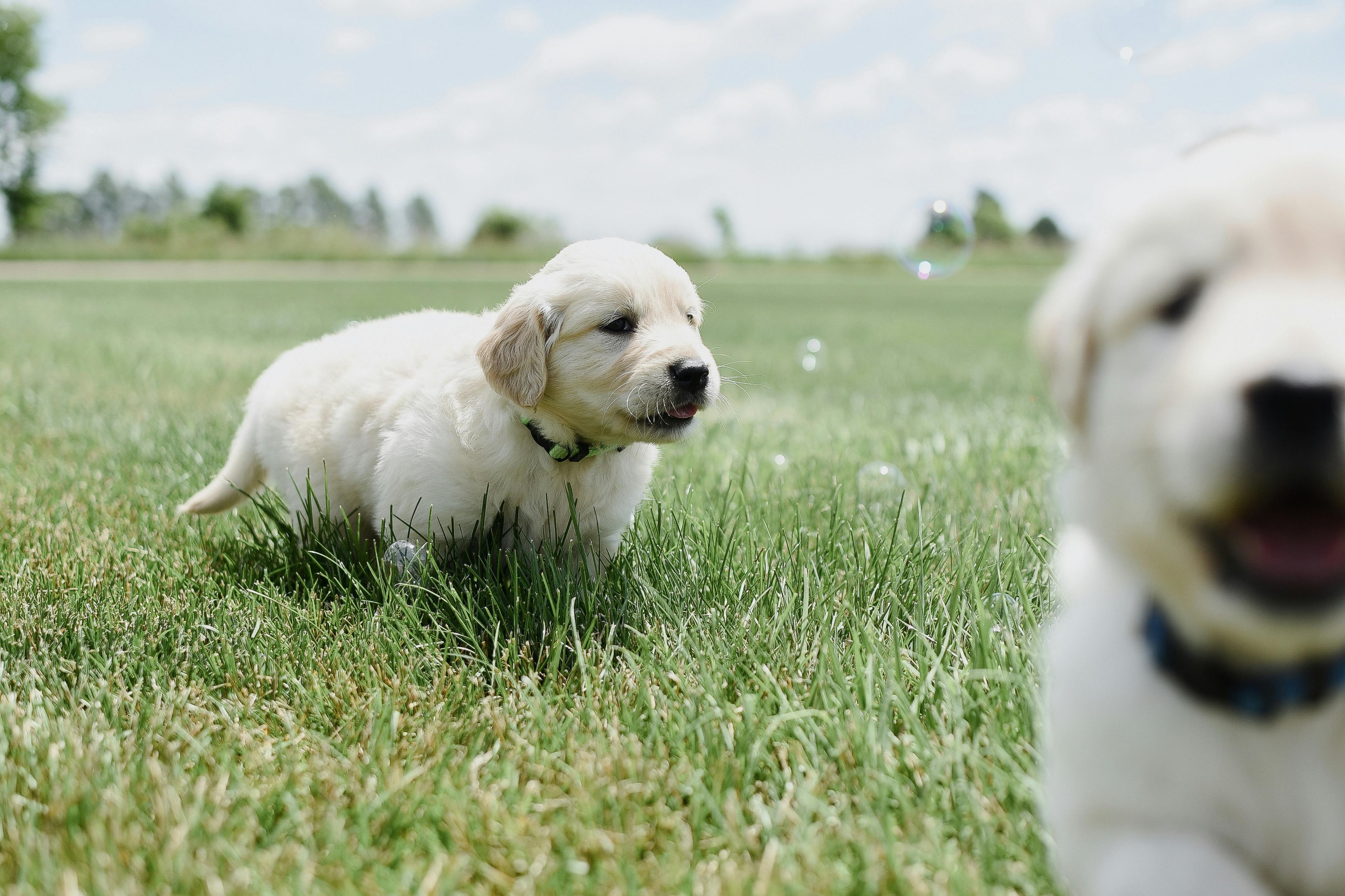 Close-Up Shot of a Puppies Playing on Grass