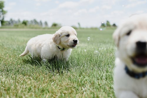 Fotobanka s bezplatnými fotkami na tému cicavce, dog-fotografovanie, domáce zvieratá