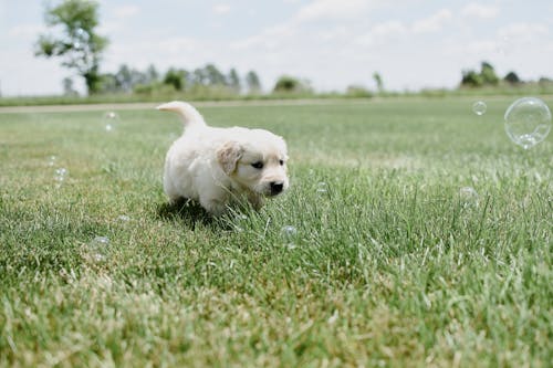 Close-Up Shot of a Puppy Playing on Grass