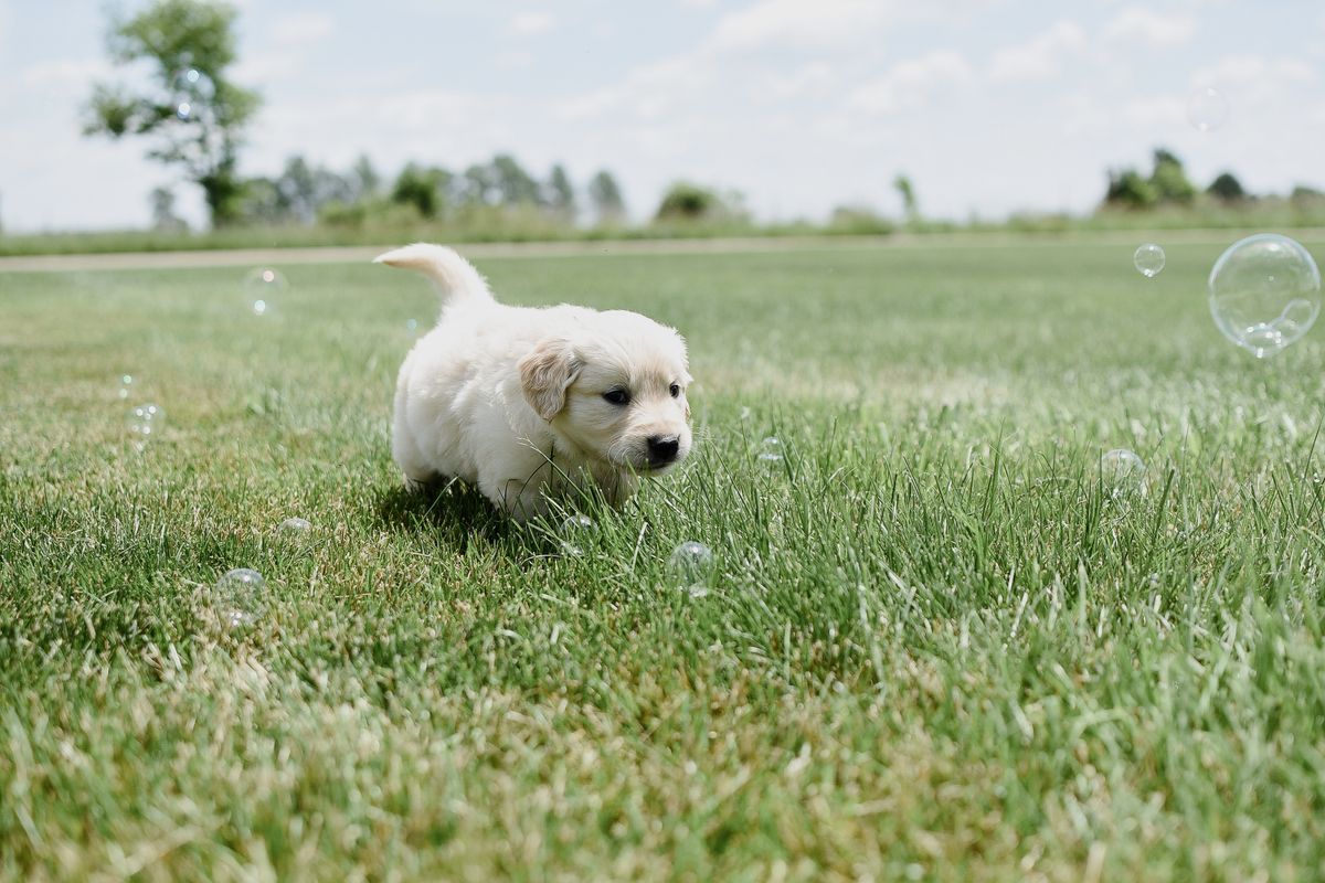 Çimlerin üzerinde oturan neşeli bir golden retriever köpeği