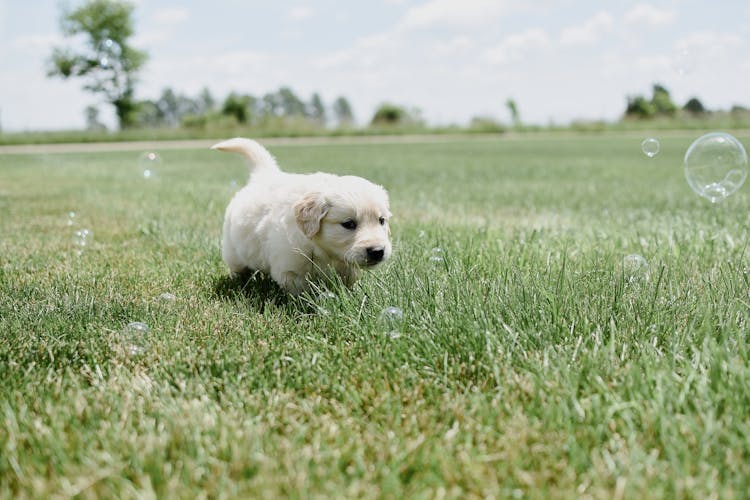 Close-Up Shot Of A Puppy Playing On Grass