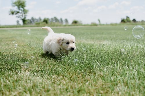 Free Cute golden retriever puppy frolicking in green grass with bubbles floating around. Stock Photo