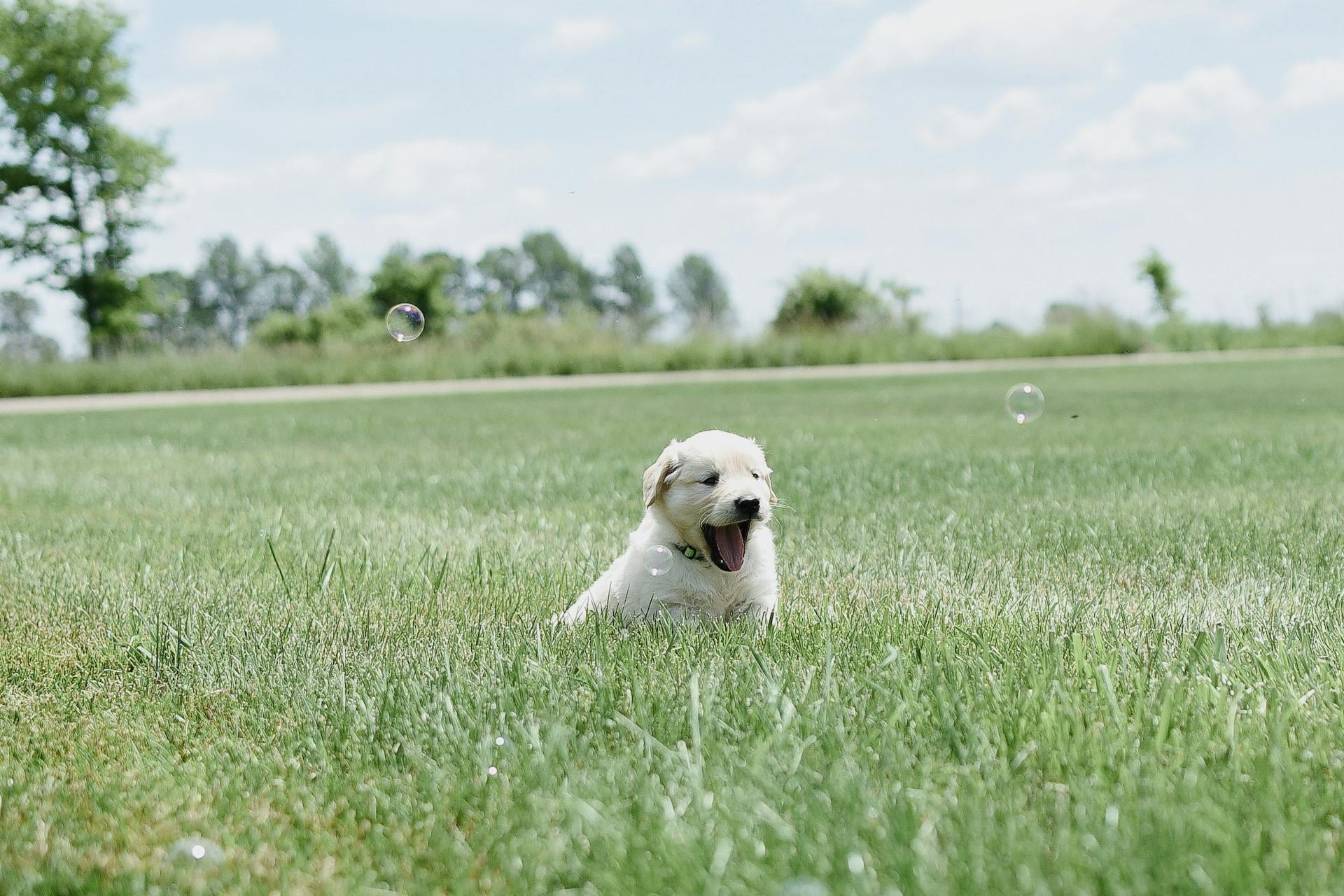 Vue rapprochée d'un chiot jouant sur l'herbe