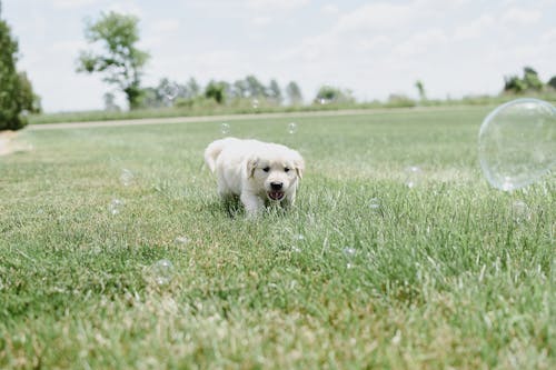 Free Close-Up Shot of a Puppy Playing on Grass Stock Photo