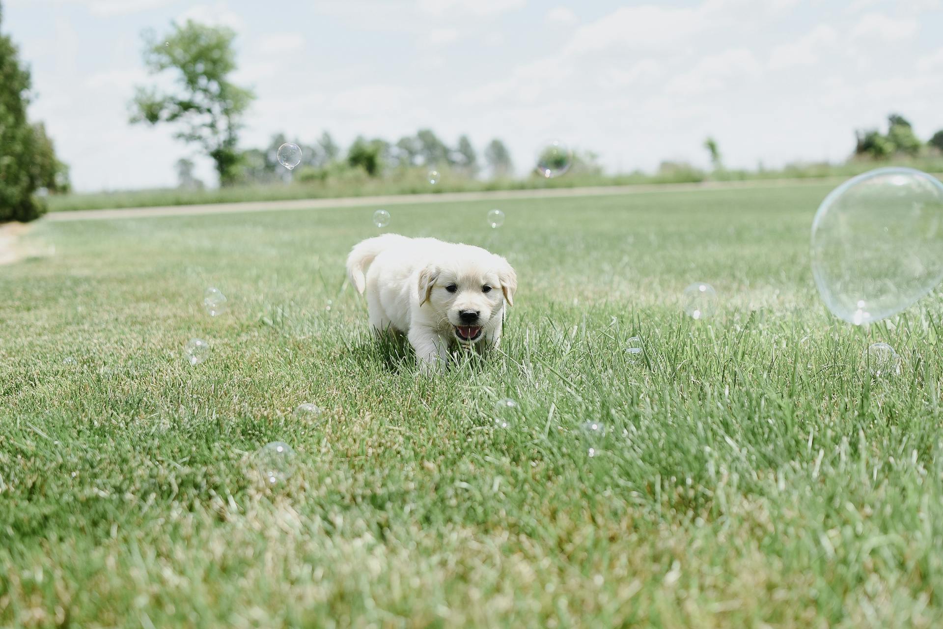 Close-Up Shot of a Puppy Playing on Grass