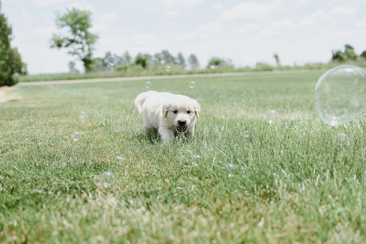 Close-Up Shot Of A Puppy Playing On Grass