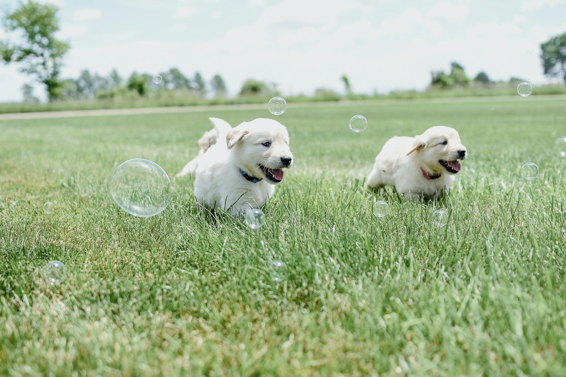 Close-Up Shot of a Puppies Playing on Grass