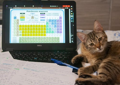化學, 可爱的猫, 在家学习 的 免费素材图片