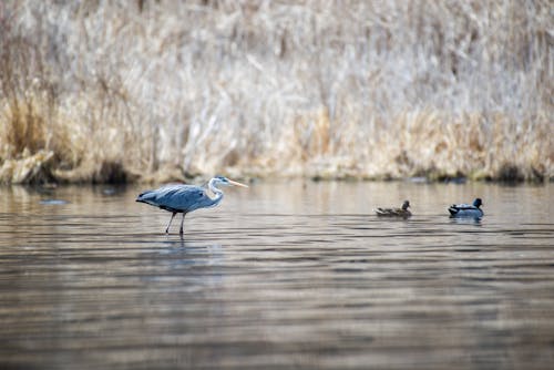Grea Blue Heron Bird on a Marsh 