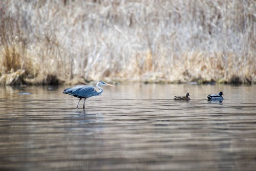 Kostenloses Stock Foto zu federn, gehockt, great blue heron