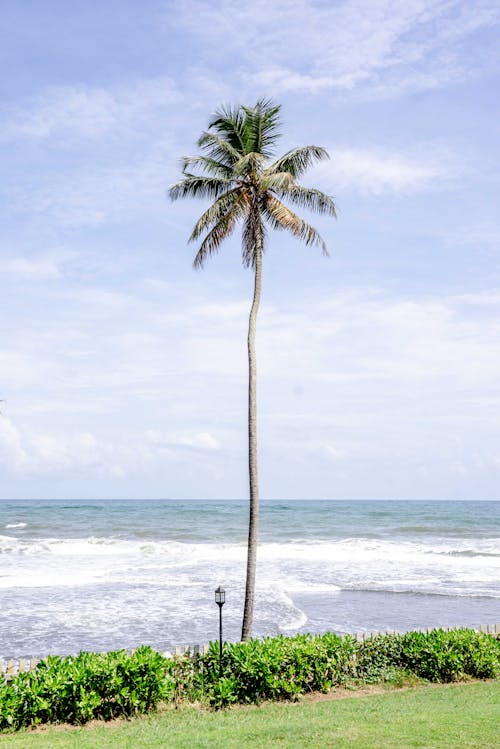 Palm Tree on a Coast with a Sea in the Background