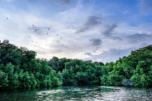 Birds Flying Over Green Trees Near the Lake