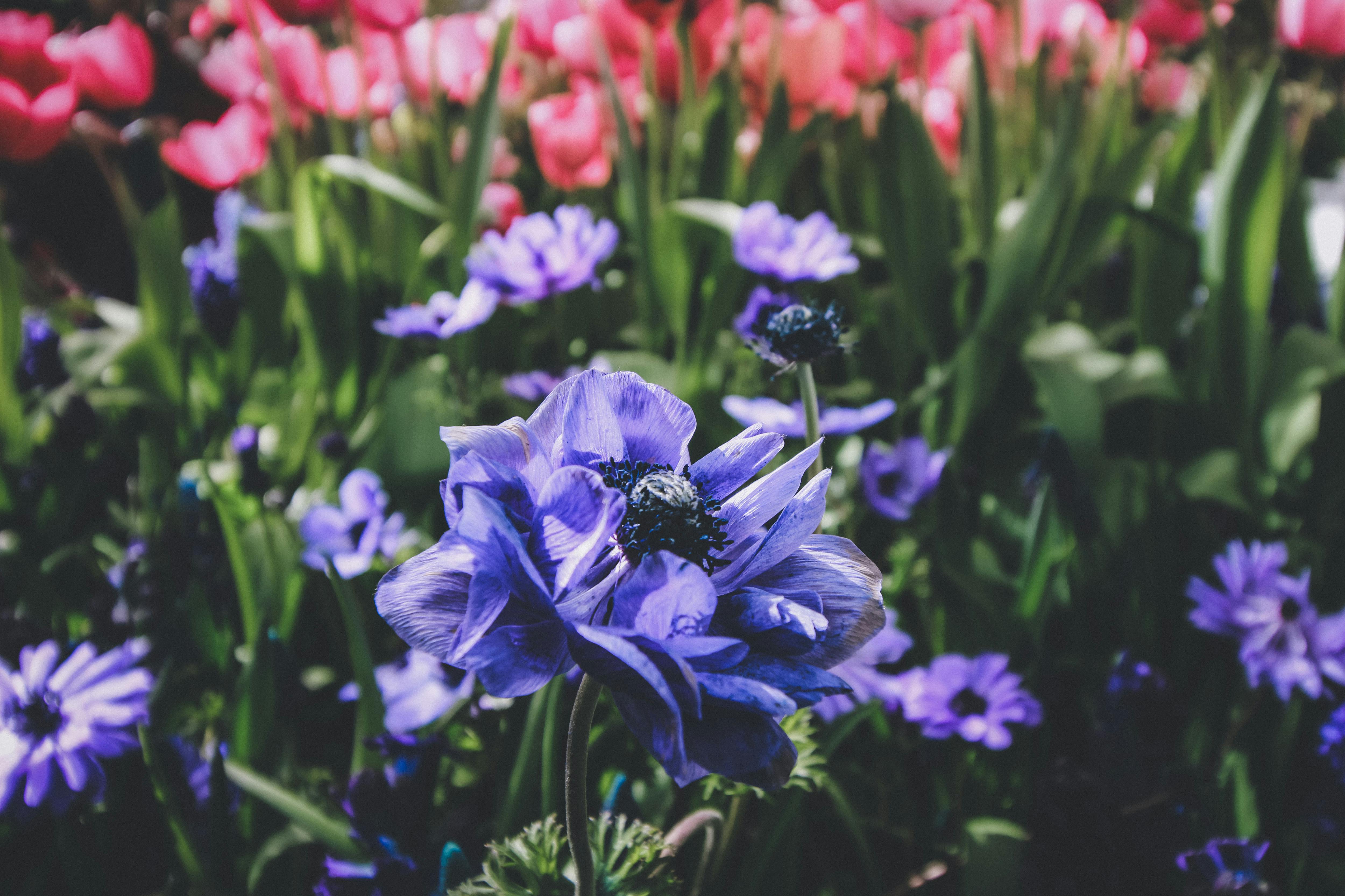 Free stock photo of awakening, floral, flowers