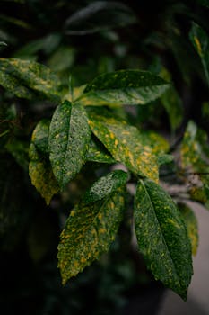 Detailed close-up of green and yellow Aucuba leaves covered in rain droplets, showcasing nature's beauty.