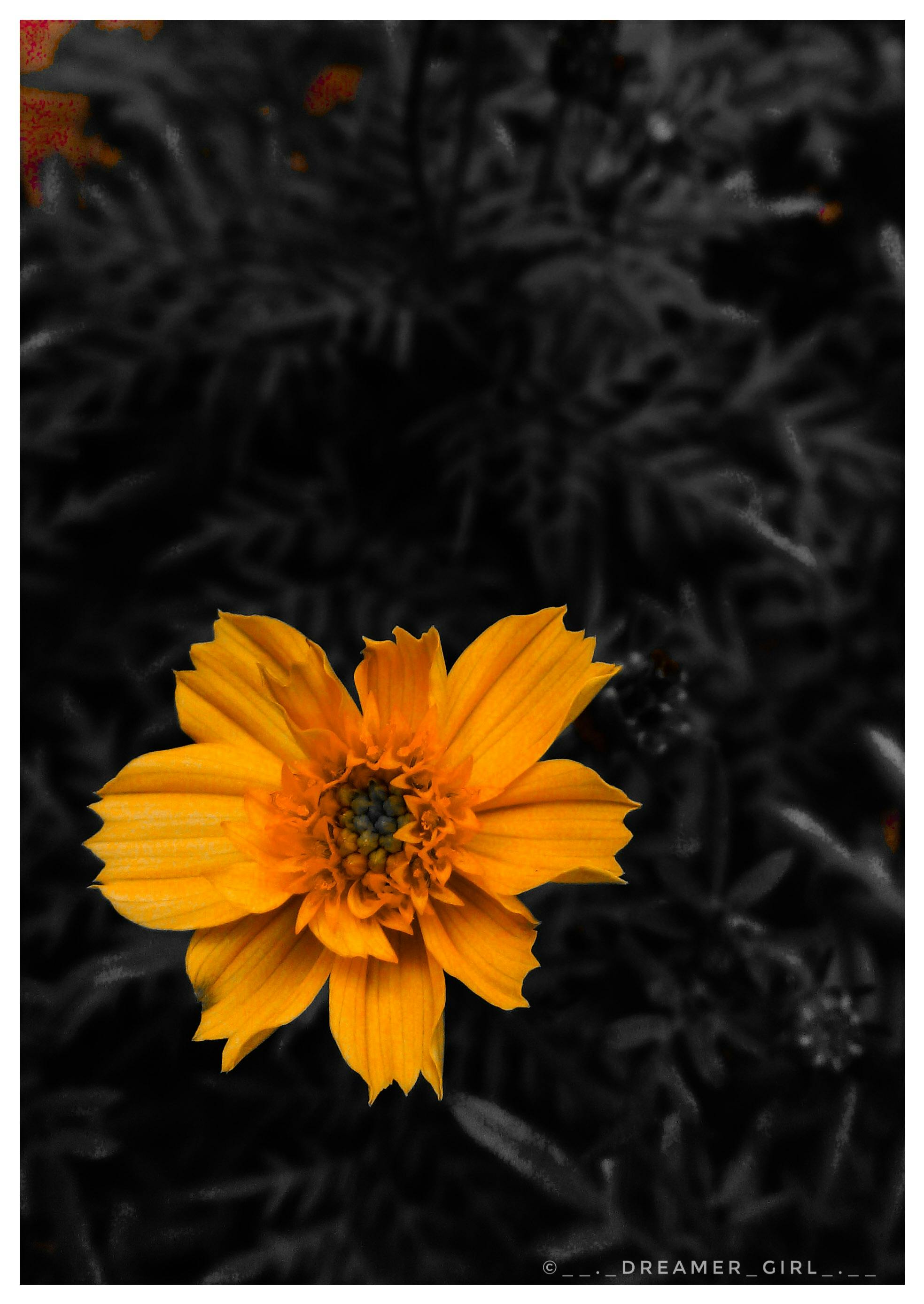Free Stock Photo Of Orange Love Flower Lover Nature Lover Photo