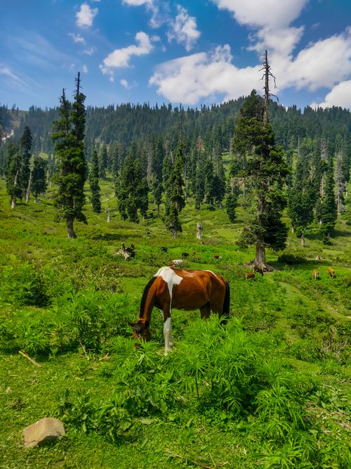 Free A horse peacefully grazing in a lush green mountain landscape under a bright blue sky. Stock Photo