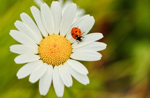 Close-up Photo of Ladybug on Camomile Flower 