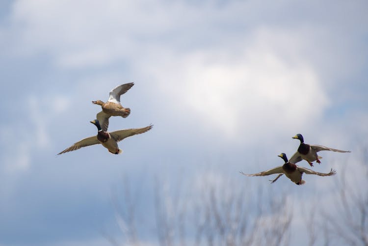 Ducks Flying In The Air