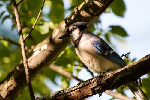 Blue Jay on Tree Branch