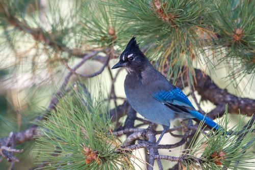 Free A vibrant Steller's Jay perched in an evergreen tree in Estes Park, CO. Stock Photo
