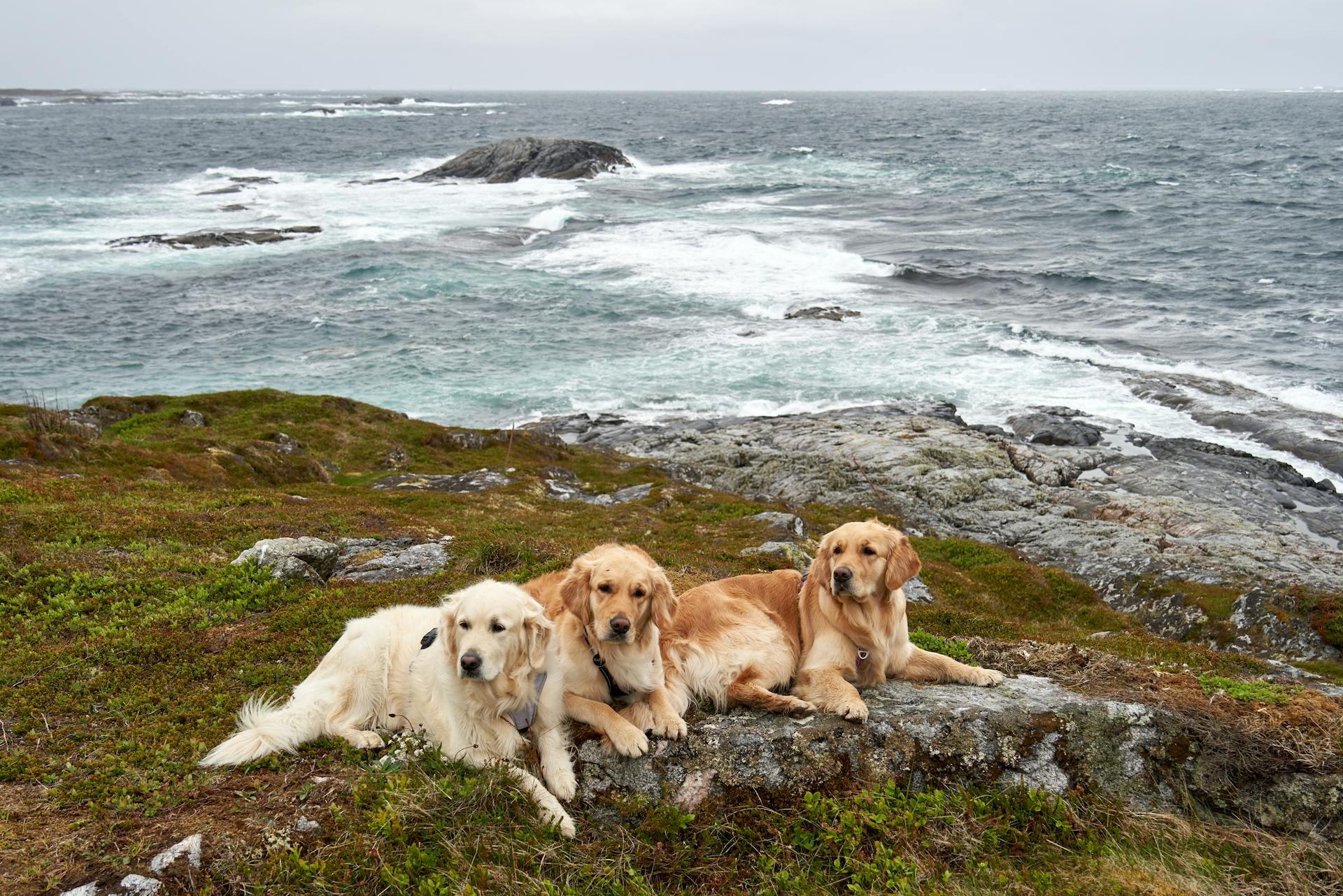 A Golden Retriever Dogs Lying on Green Grass Near the Body of Water